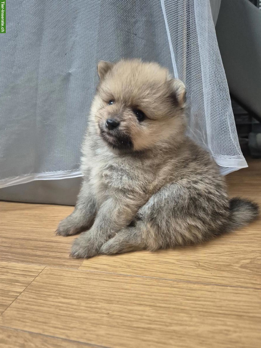 3 süsse Pomeranian Welpen suchen Zuhause