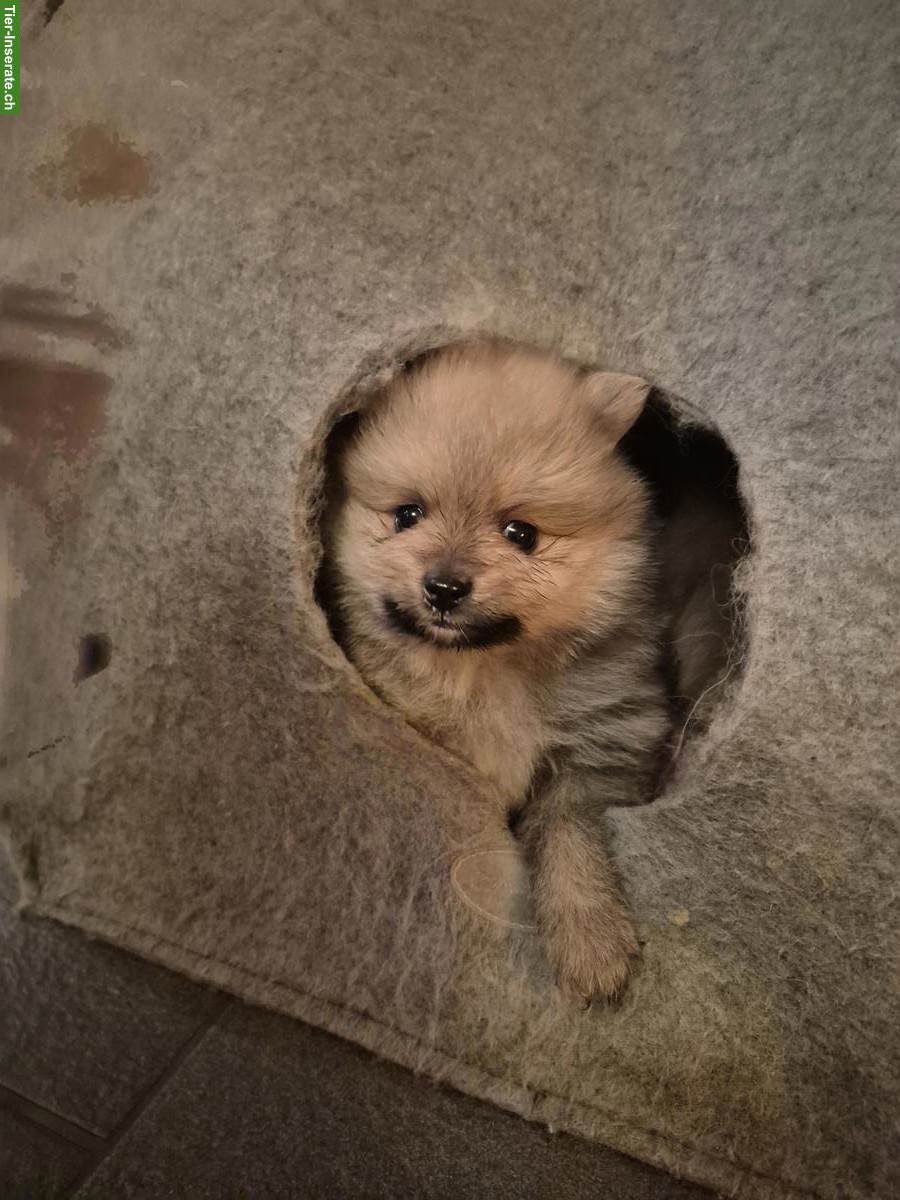Bild 2: 3 süsse Pomeranian Welpen suchen Zuhause