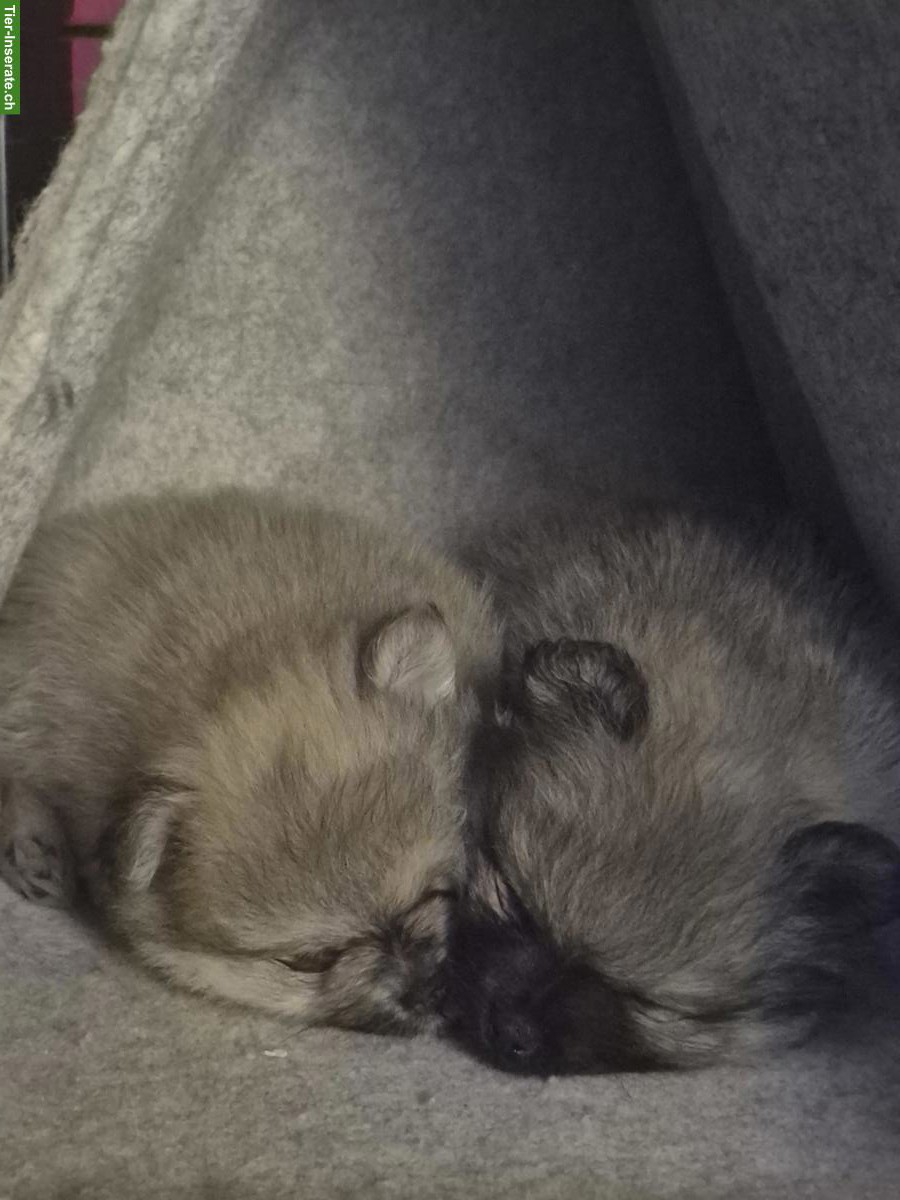 Bild 3: 3 süsse Pomeranian Welpen suchen Zuhause