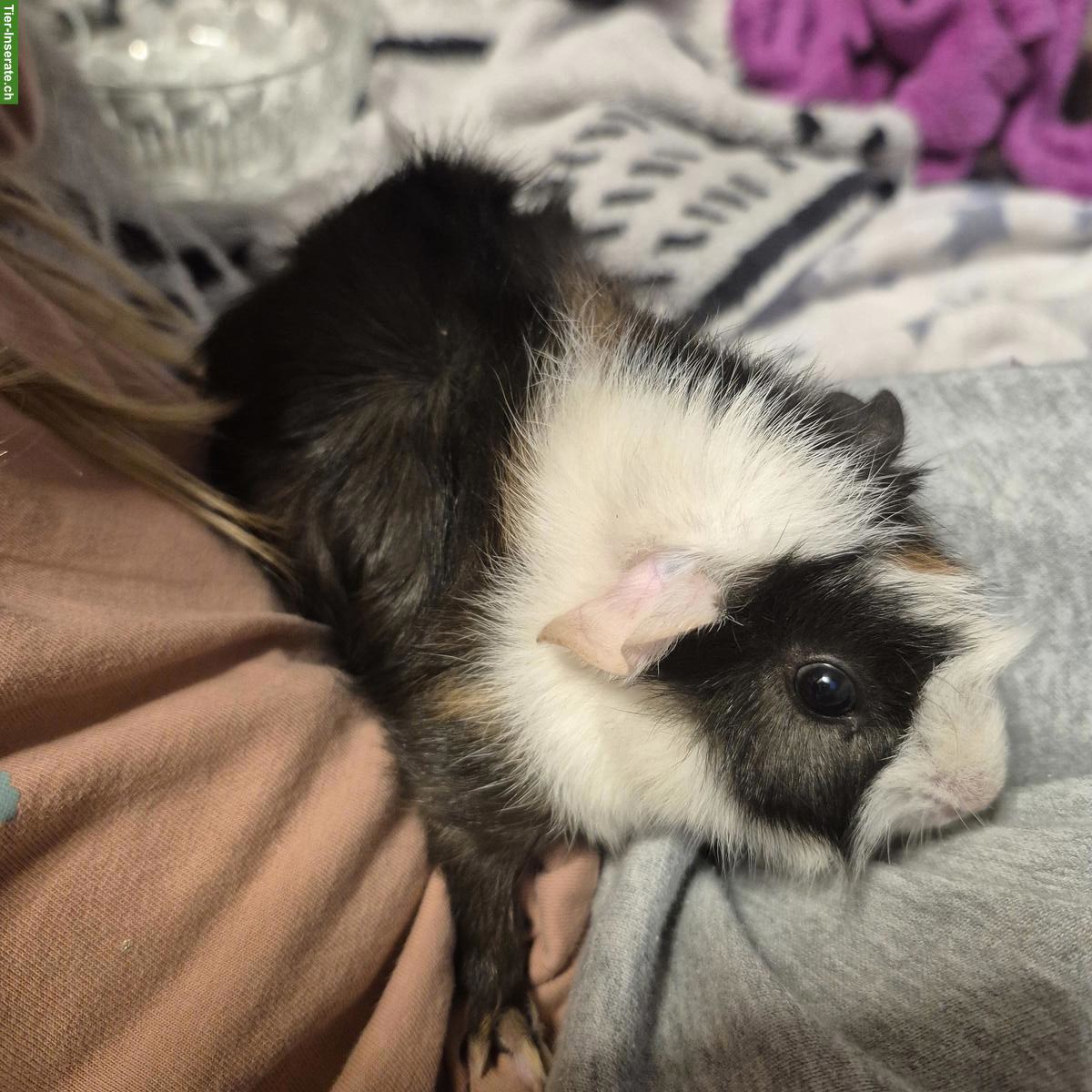 Rosetten Meerschweinchen, männlich, 10 Wochen alt