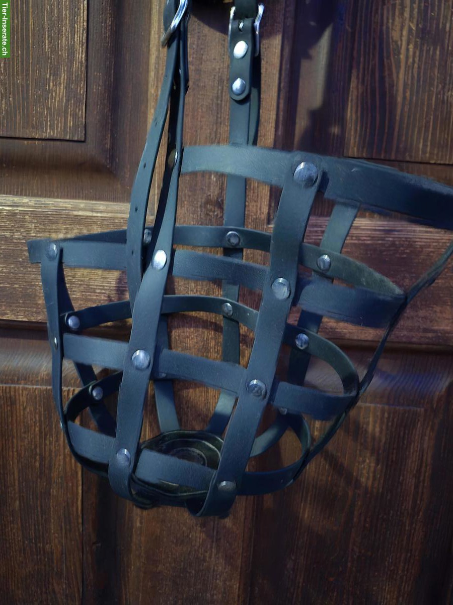 Bild 3: Fressbremse von Heavy Horse zu verkaufen