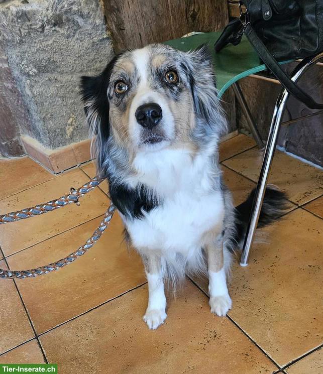 Mini Aussie Welpen | Wurfanmeldung