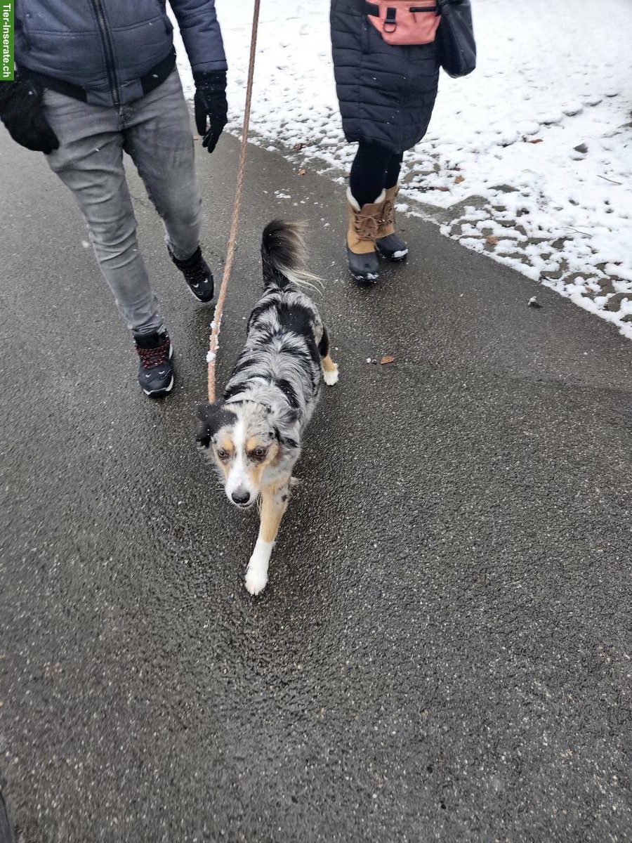 Bild 2: Mini Aussie Welpen | Wurfanmeldung