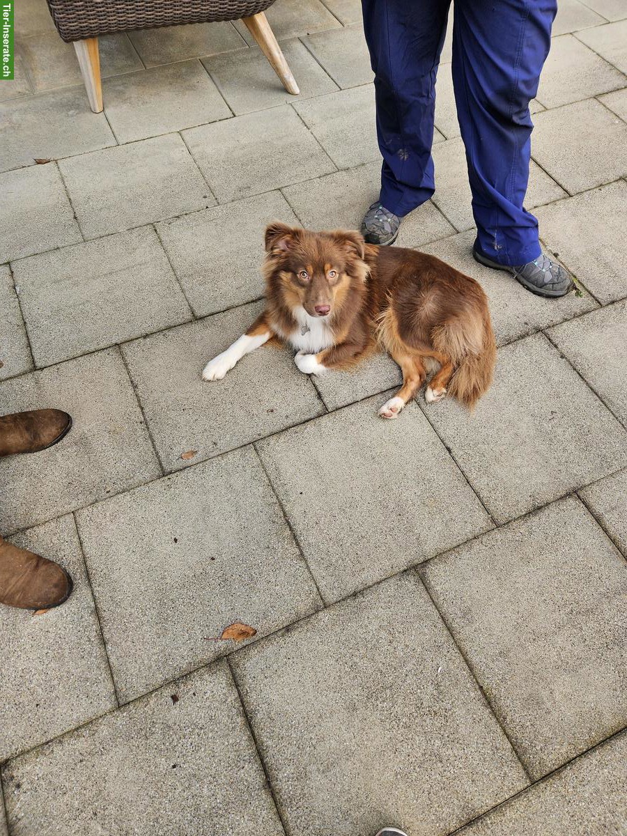 Bild 3: Mini Aussie Welpen | Wurfanmeldung