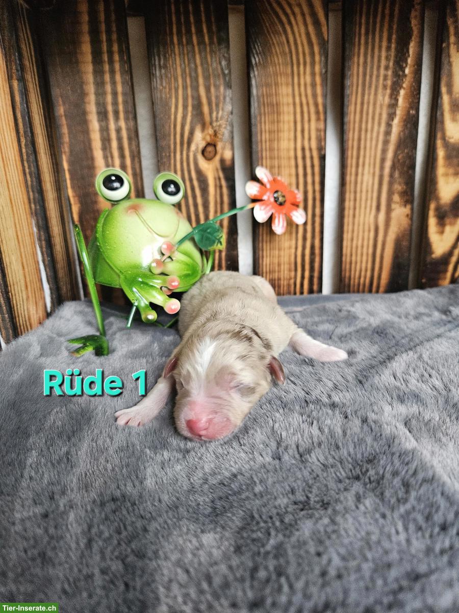 Bild 4: Mini Aussie Welpen | Wurfanmeldung