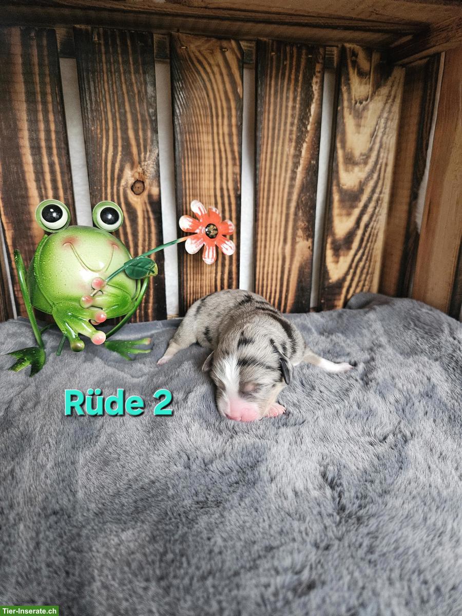 Bild 5: Mini Aussie Welpen | Wurfanmeldung