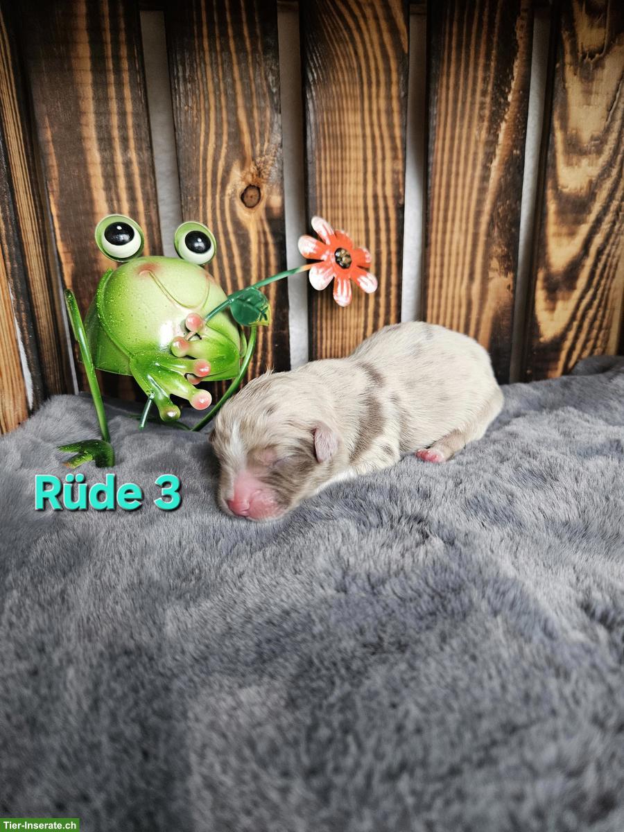 Bild 6: Mini Aussie Welpen | Wurfanmeldung