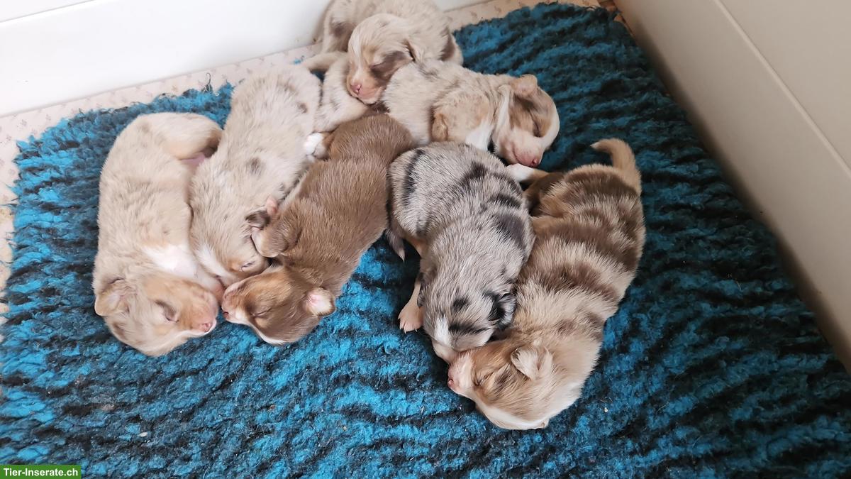 Bild 7: Mini Aussie Welpen | Wurfanmeldung