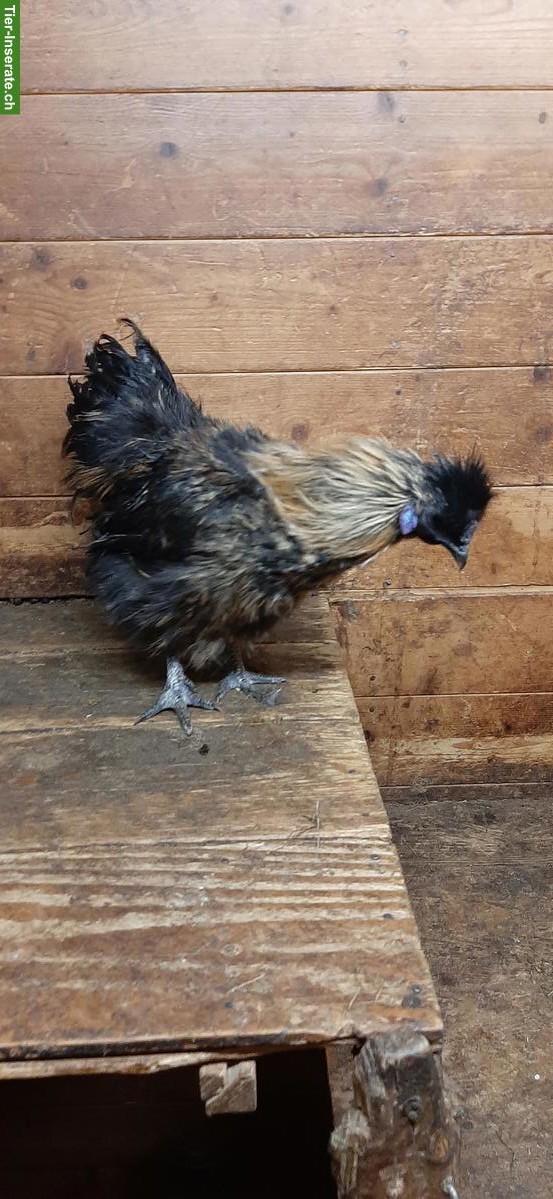 Zwergseidenhuhn-Hähne suchen neues Zuhause