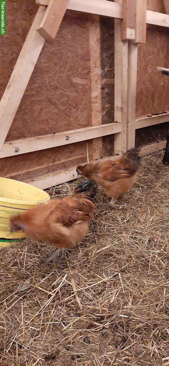 Bild 2: Zwergseidenhuhn-Hähne suchen neues Zuhause