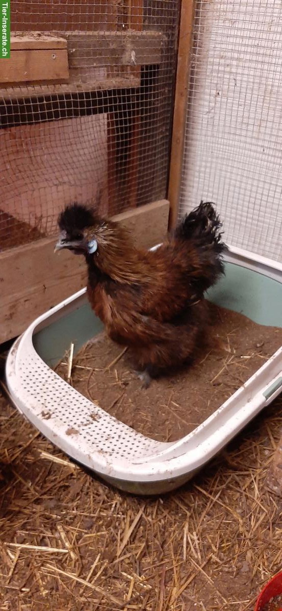 Bild 3: Zwergseidenhuhn-Hähne suchen neues Zuhause