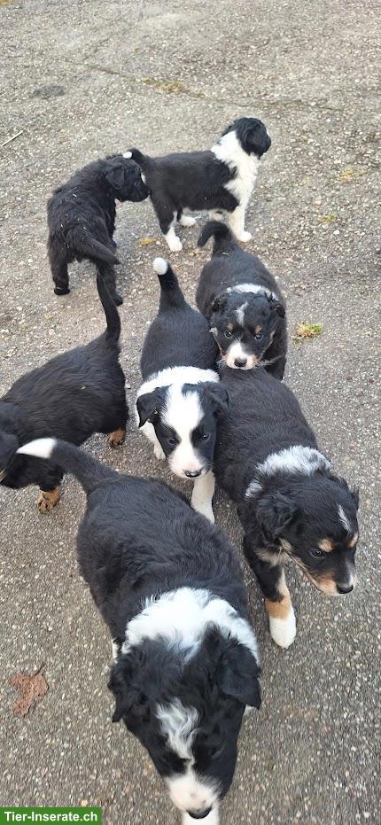 Hütehund Mischlingswelpen, Border Collie x Australian Shepherd