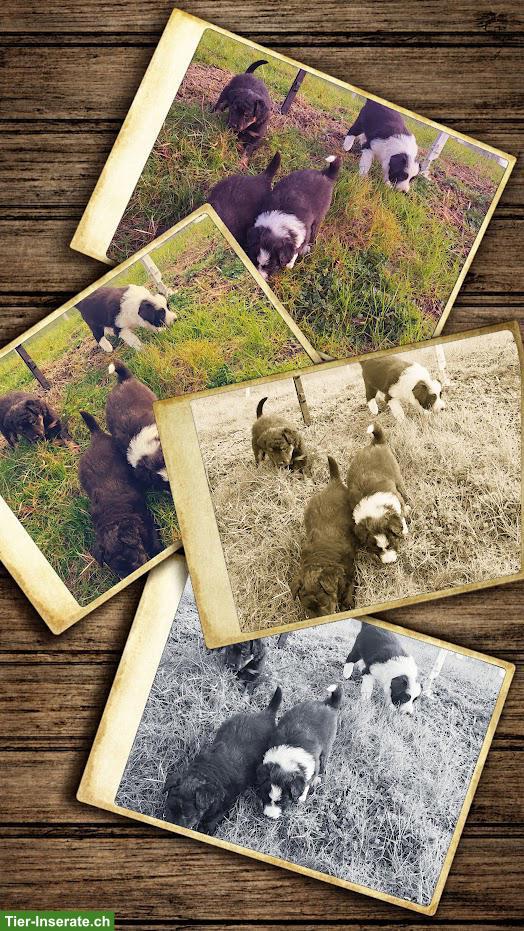 Bild 2: Hütehund Mischlingswelpen, Border Collie x Australian Shepherd