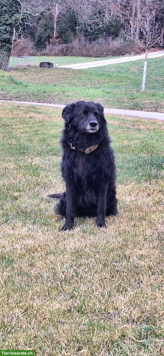 Bild 3: Hütehund Mischlingswelpen, Border Collie x Australian Shepherd