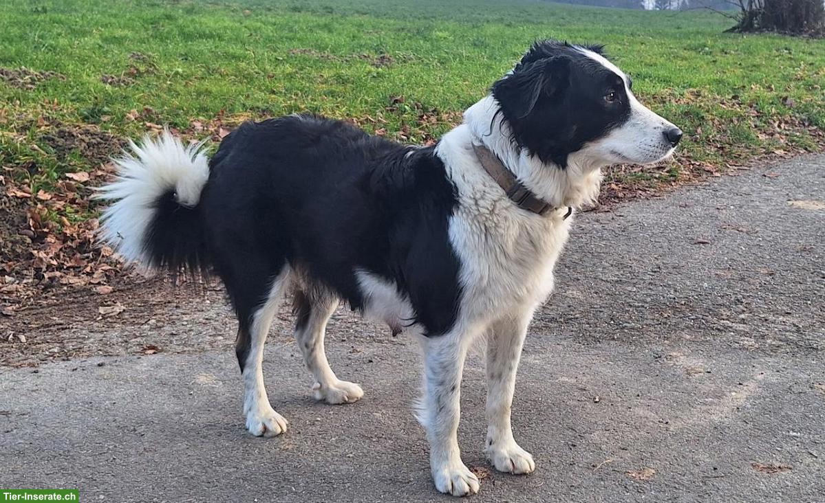 Bild 4: Hütehund Mischlingswelpen, Border Collie x Australian Shepherd