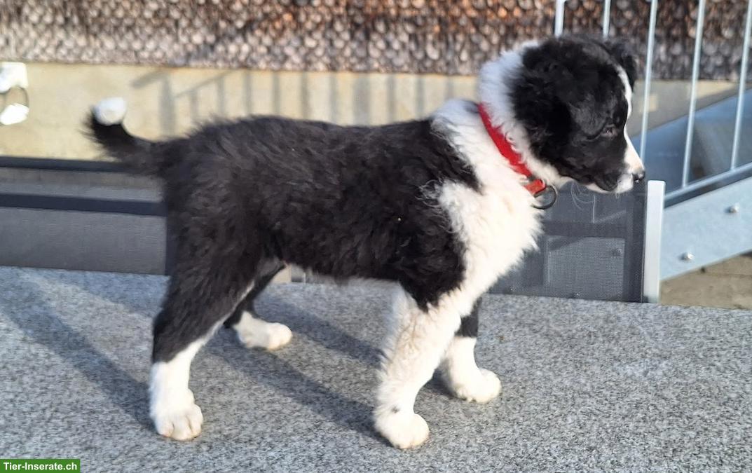 Bild 5: Hütehund Mischlingswelpen, Border Collie x Australian Shepherd
