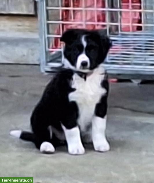 Bild 6: Hütehund Mischlingswelpen, Border Collie x Australian Shepherd