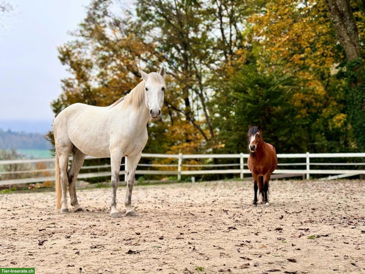Pflege- und Spazierbeteiligung für PRE und Pony, Schönenwerd SO