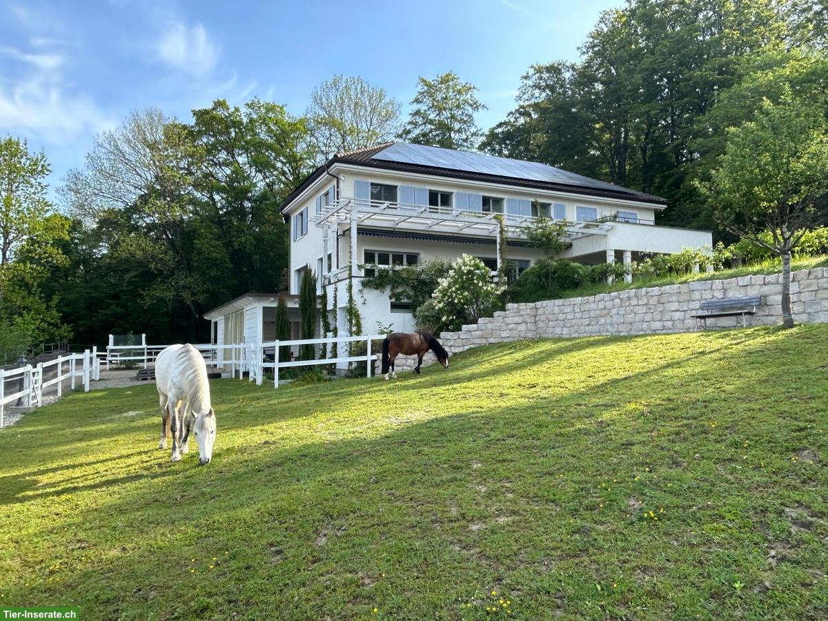 Bild 2: Pflege- und Spazierbeteiligung für PRE und Pony, Schönenwerd SO