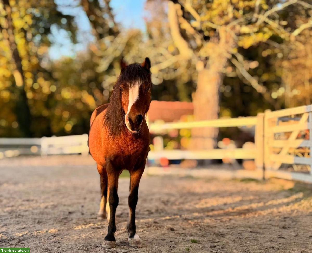 Bild 3: Pflege- und Spazierbeteiligung für PRE und Pony, Schönenwerd SO