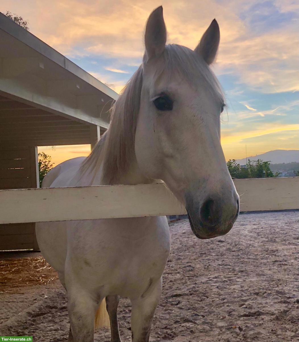 Bild 4: Pflege- und Spazierbeteiligung für PRE und Pony, Schönenwerd SO