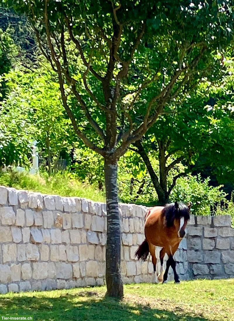 Bild 5: Pflege- und Spazierbeteiligung für PRE und Pony, Schönenwerd SO