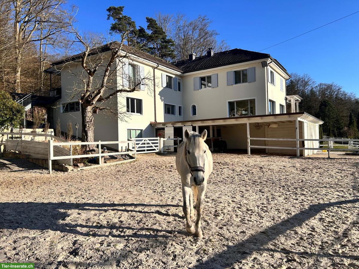 Bild 6: Pflege- und Spazierbeteiligung für PRE und Pony, Schönenwerd SO