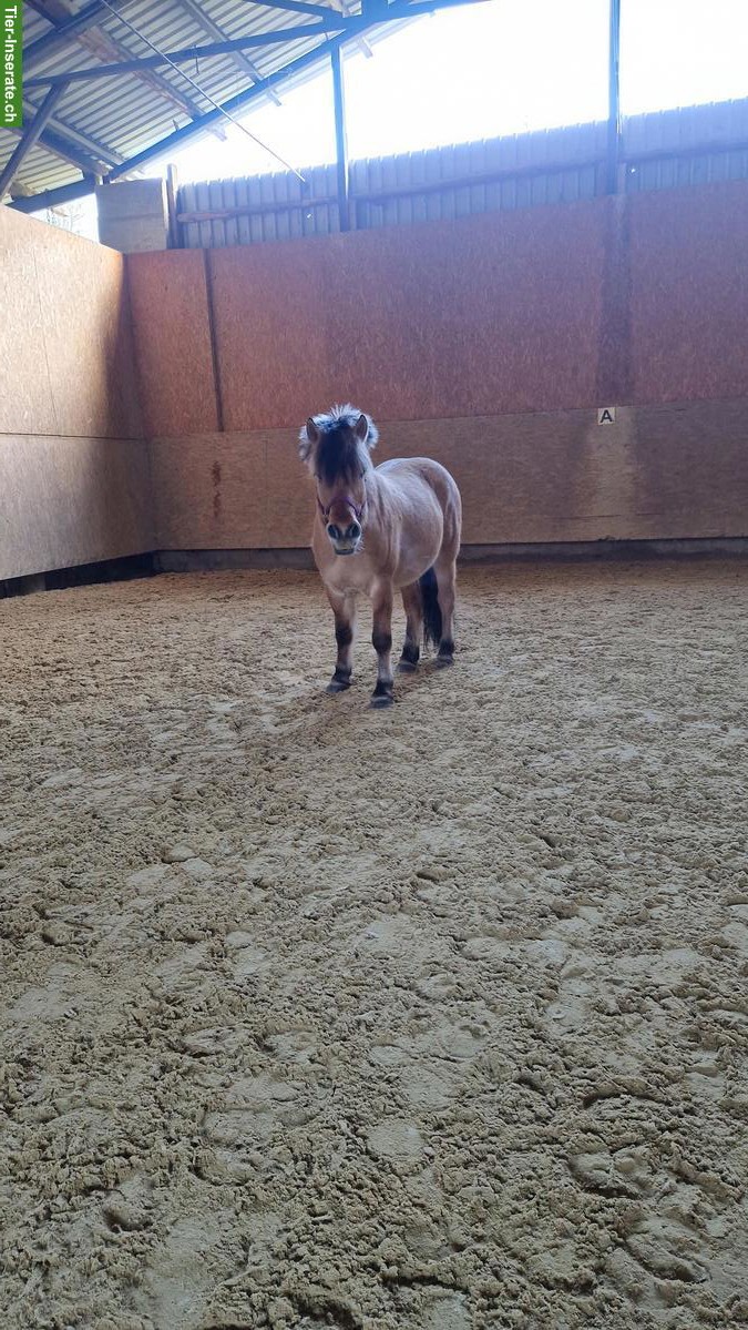 Bild 2: Reitbeteiligung auf Therapiepferd in Arisdorf BL