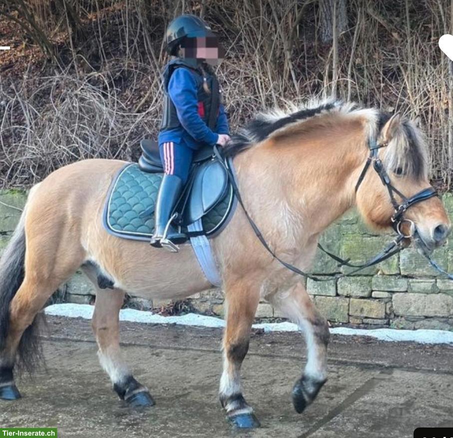 Bild 3: Reitbeteiligung auf Therapiepferd in Arisdorf BL
