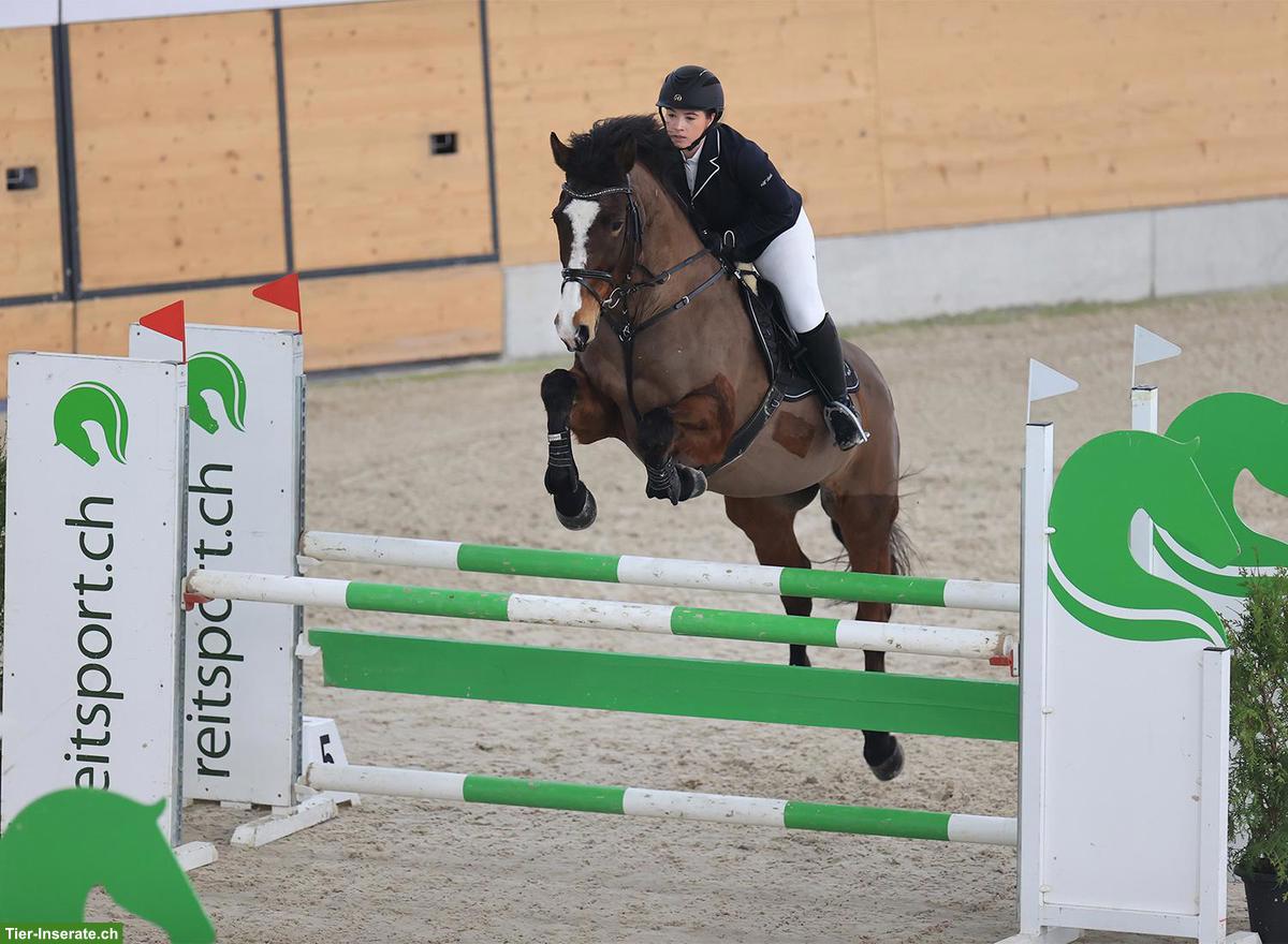 Suche Reitbeteiligung (Reiter sucht Pferd), Willisau LU