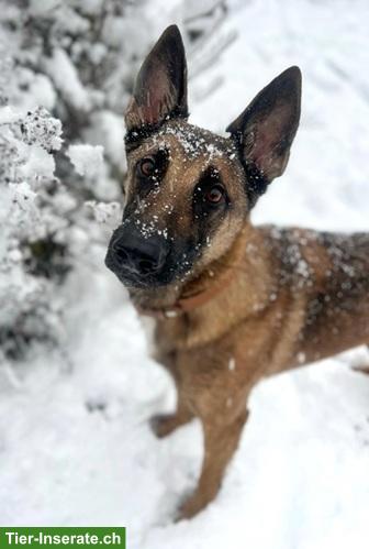 Mischlingsrüde Juno, der sensible Schäfer x Malinois