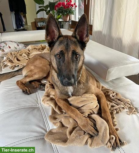 Bild 2: Mischlingsrüde Juno, der sensible Schäfer x Malinois