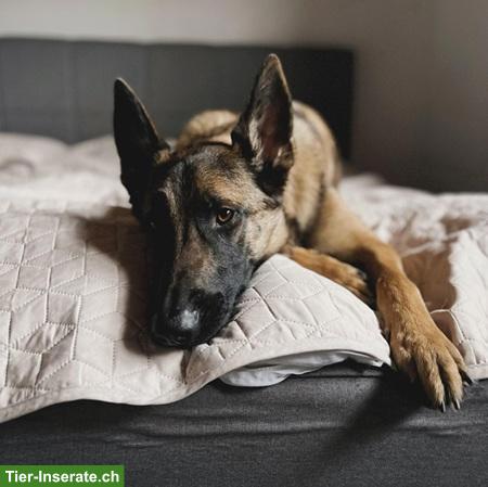 Bild 3: Mischlingsrüde Juno, der sensible Schäfer x Malinois