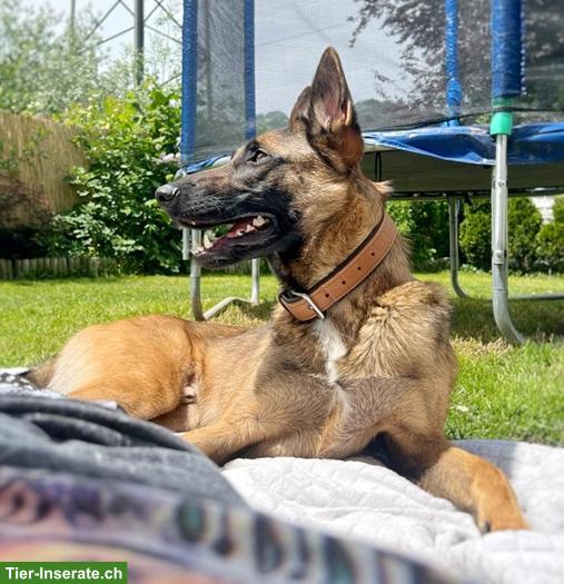 Bild 4: Mischlingsrüde Juno, der sensible Schäfer x Malinois