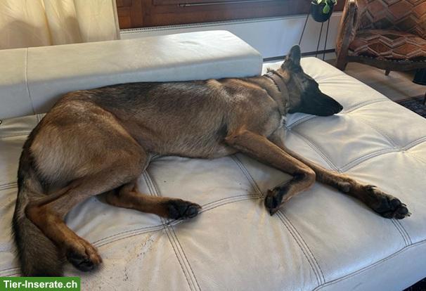 Bild 5: Mischlingsrüde Juno, der sensible Schäfer x Malinois