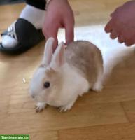 Junges Kaninchen Männchen abzugeben