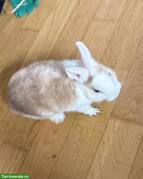 Bild 2: Junges Kaninchen Männchen abzugeben