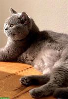 Katzenbetreuung Bettlach und Umgebung