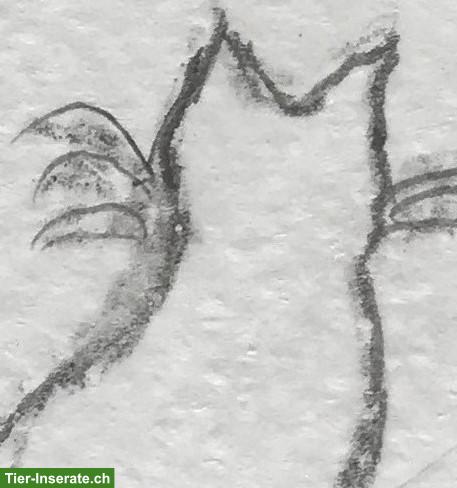 Bild 2: Katzenbetreuung Bettlach und Umgebung