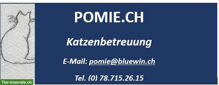 Bild 3: Katzenbetreuung Bettlach und Umgebung