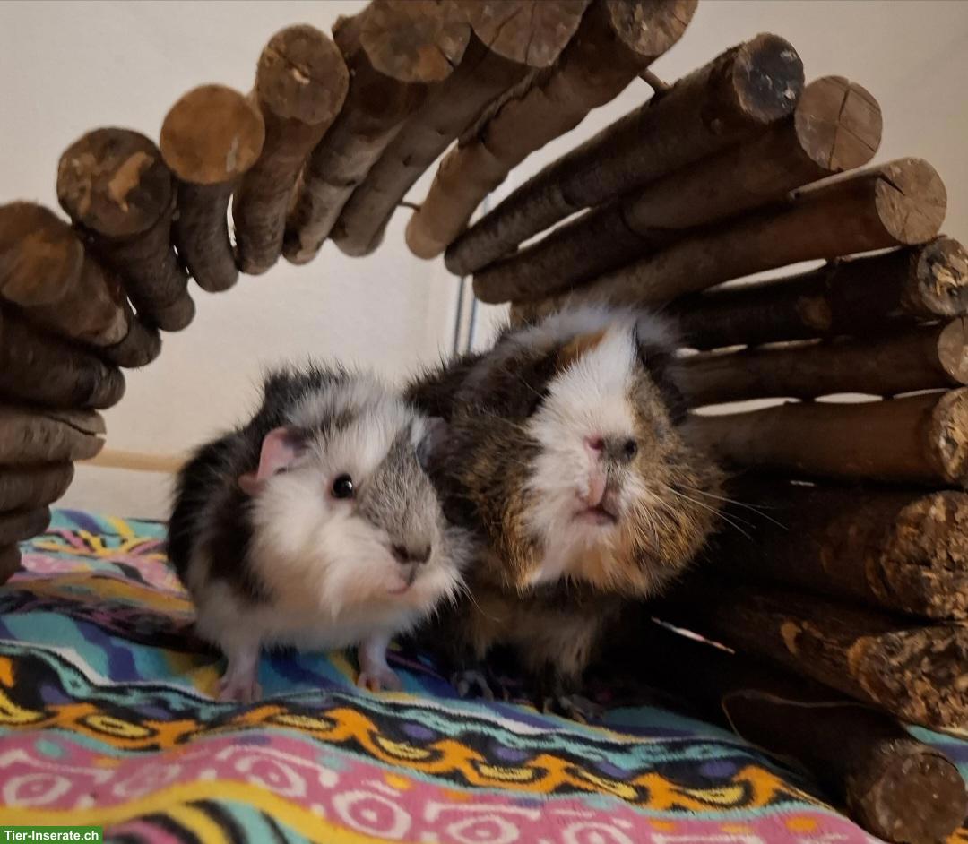 Bild 2: Meerschweinchen Auffangstation & Vermittlung