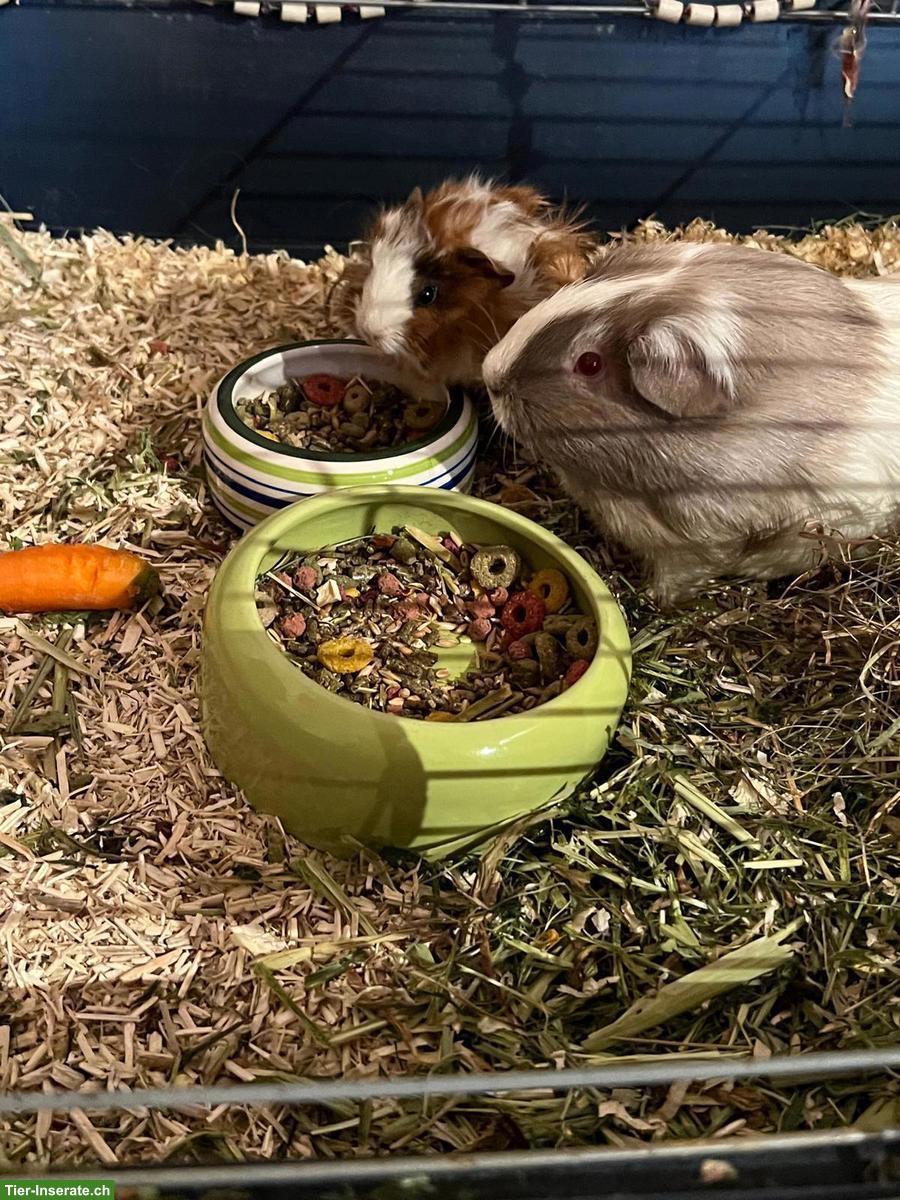 Bild 3: Meerschweinchen Auffangstation & Vermittlung