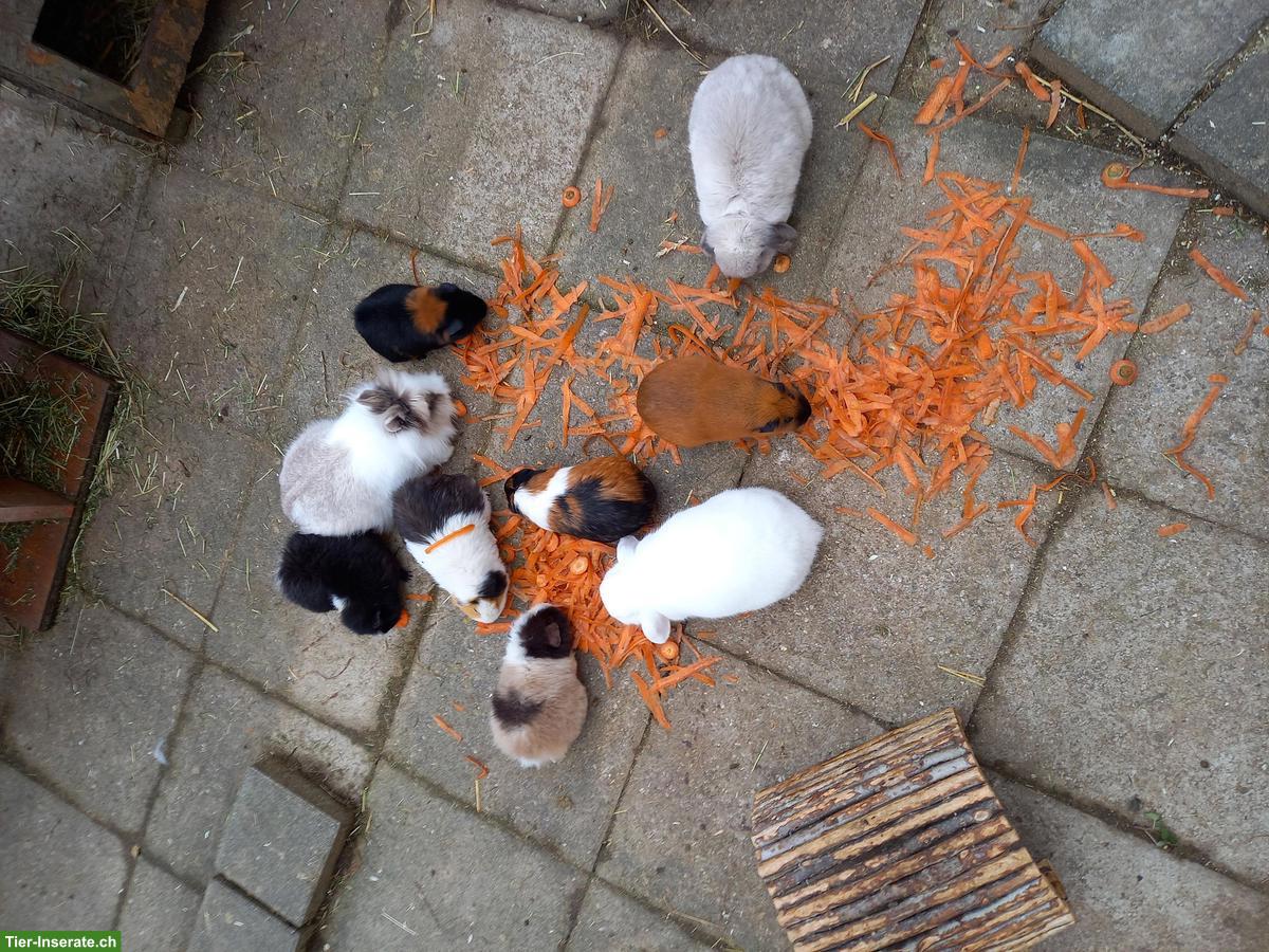 Bild 4: Meerschweinchen Auffangstation & Vermittlung