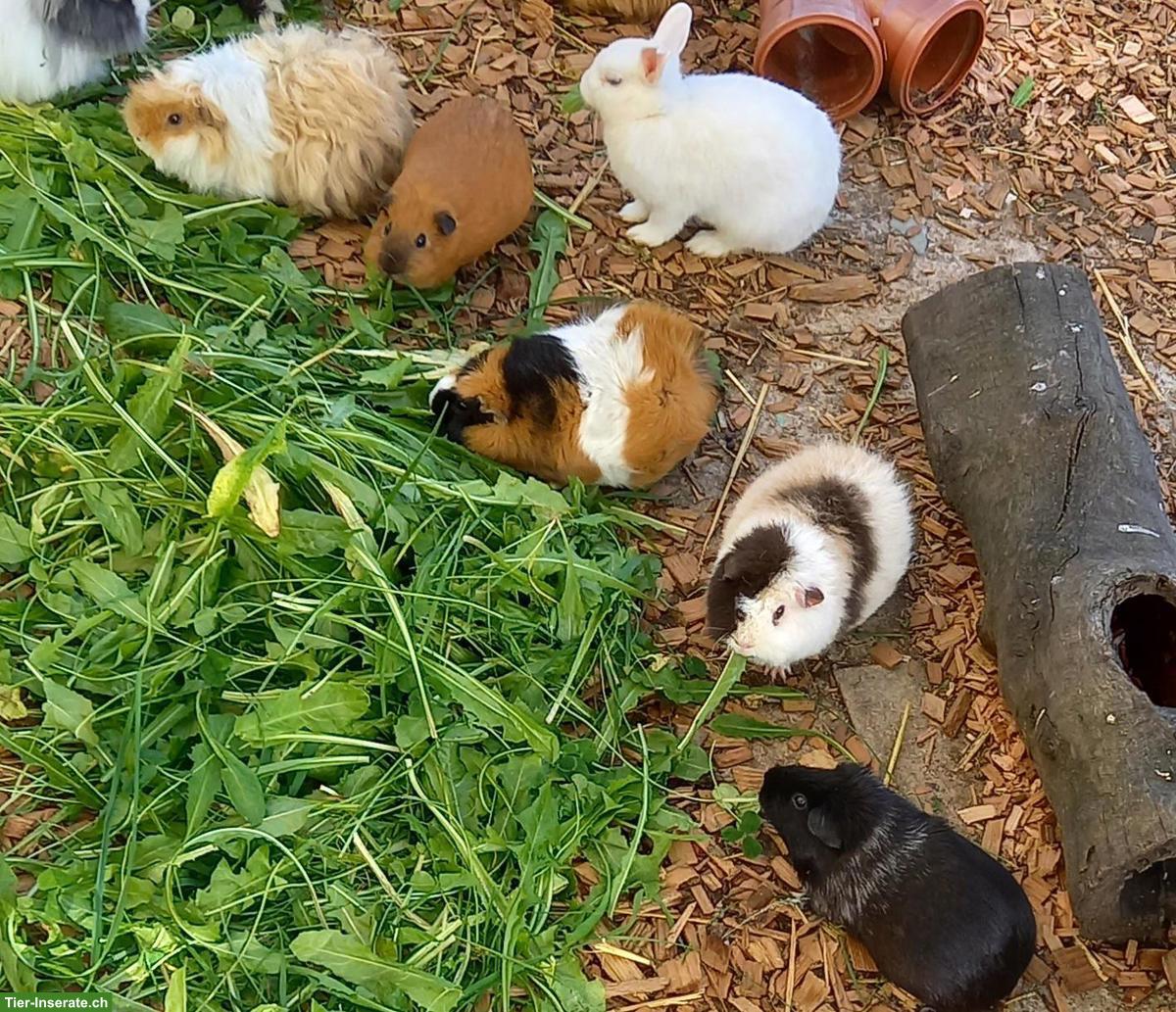 Bild 5: Meerschweinchen Auffangstation & Vermittlung