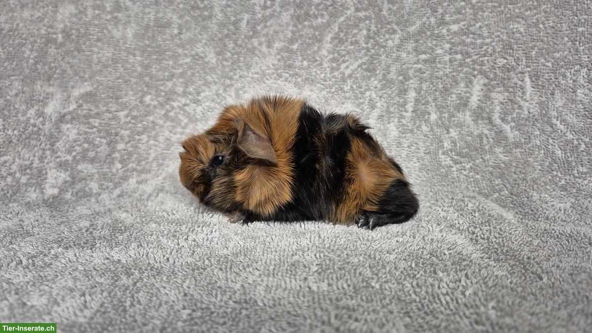 Bild 2: Meerschweinchen Kastraten aus Zucht