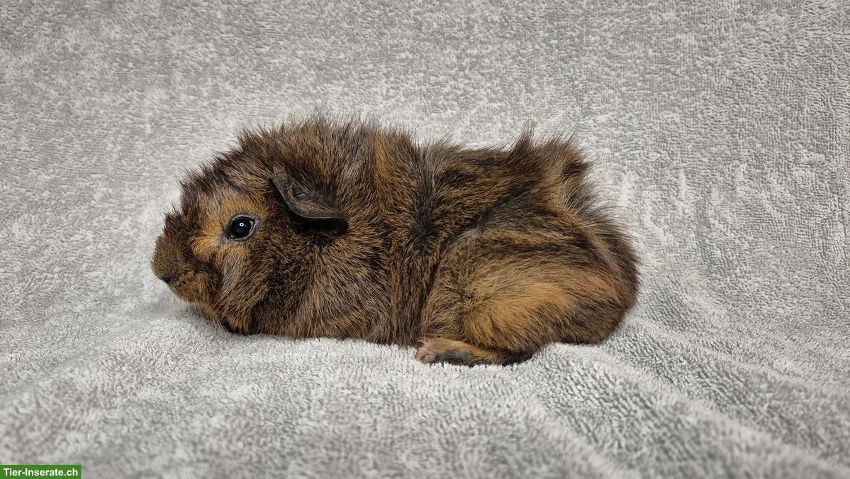 Bild 3: Meerschweinchen Kastraten aus Zucht