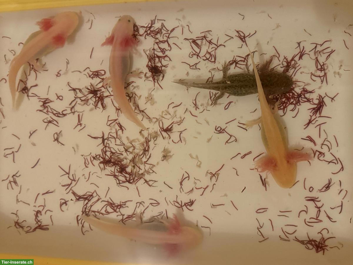 Axolotl: Albino rosarot, Leucistic, Goldalbino, Wildling