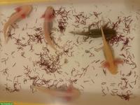 Axolotl: Albino rosarot, Leucistic, Goldalbino, Wildling