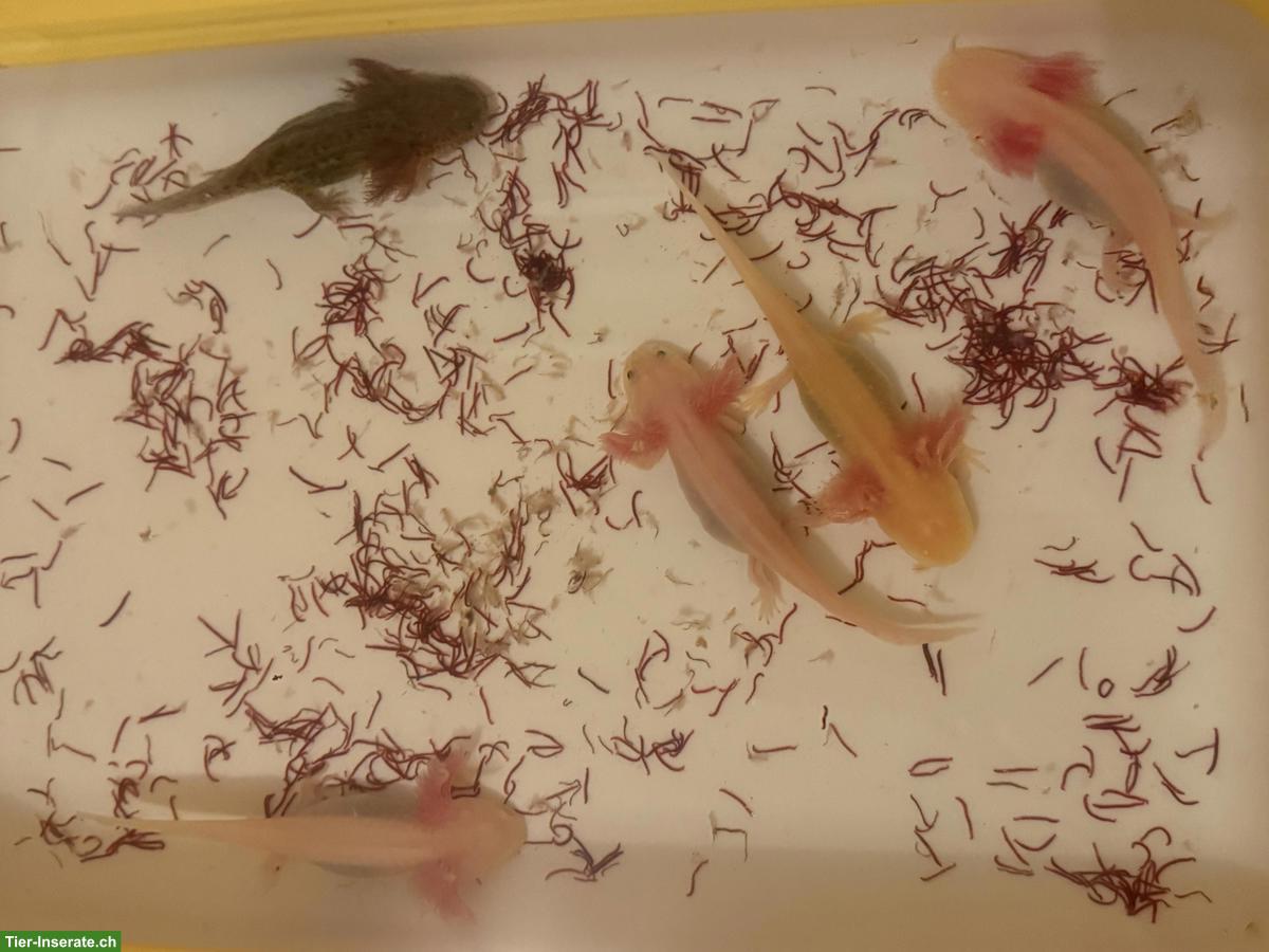 Bild 2: Axolotl: Albino rosarot, Leucistic, Goldalbino, Wildling
