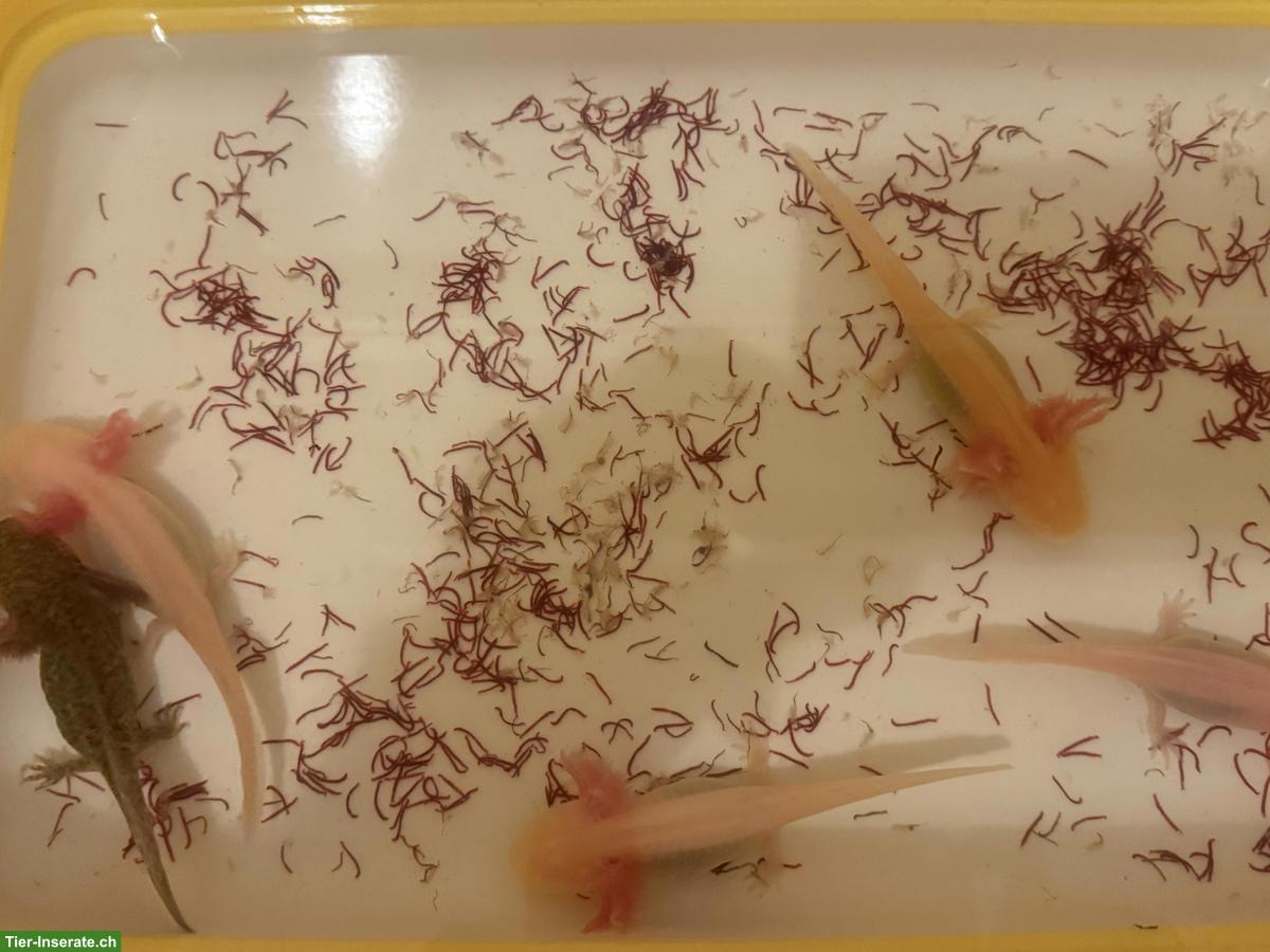 Bild 3: Axolotl: Albino rosarot, Leucistic, Goldalbino, Wildling